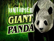 untamed giant panda slot