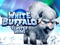 white buffalo