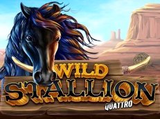 wild stallion